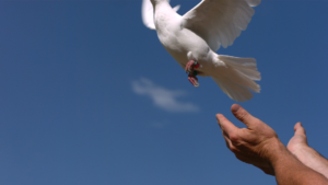 Pájaro volando como estrés cuando lo dejas ir