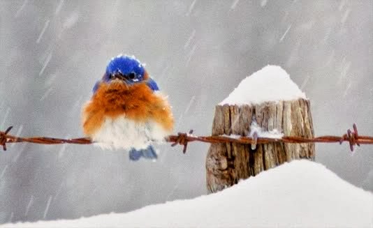 コールドバード