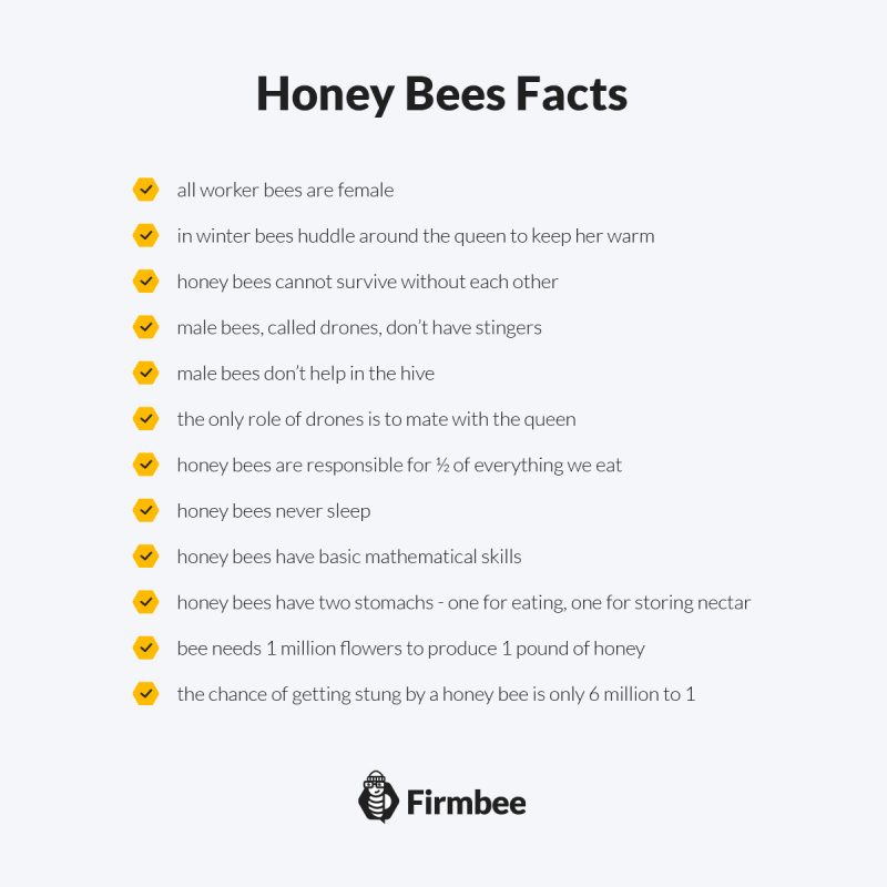 生産性と成功のための 9 つのヒント。ミツバチから何を学べるでしょうか。 6 tips for productivity