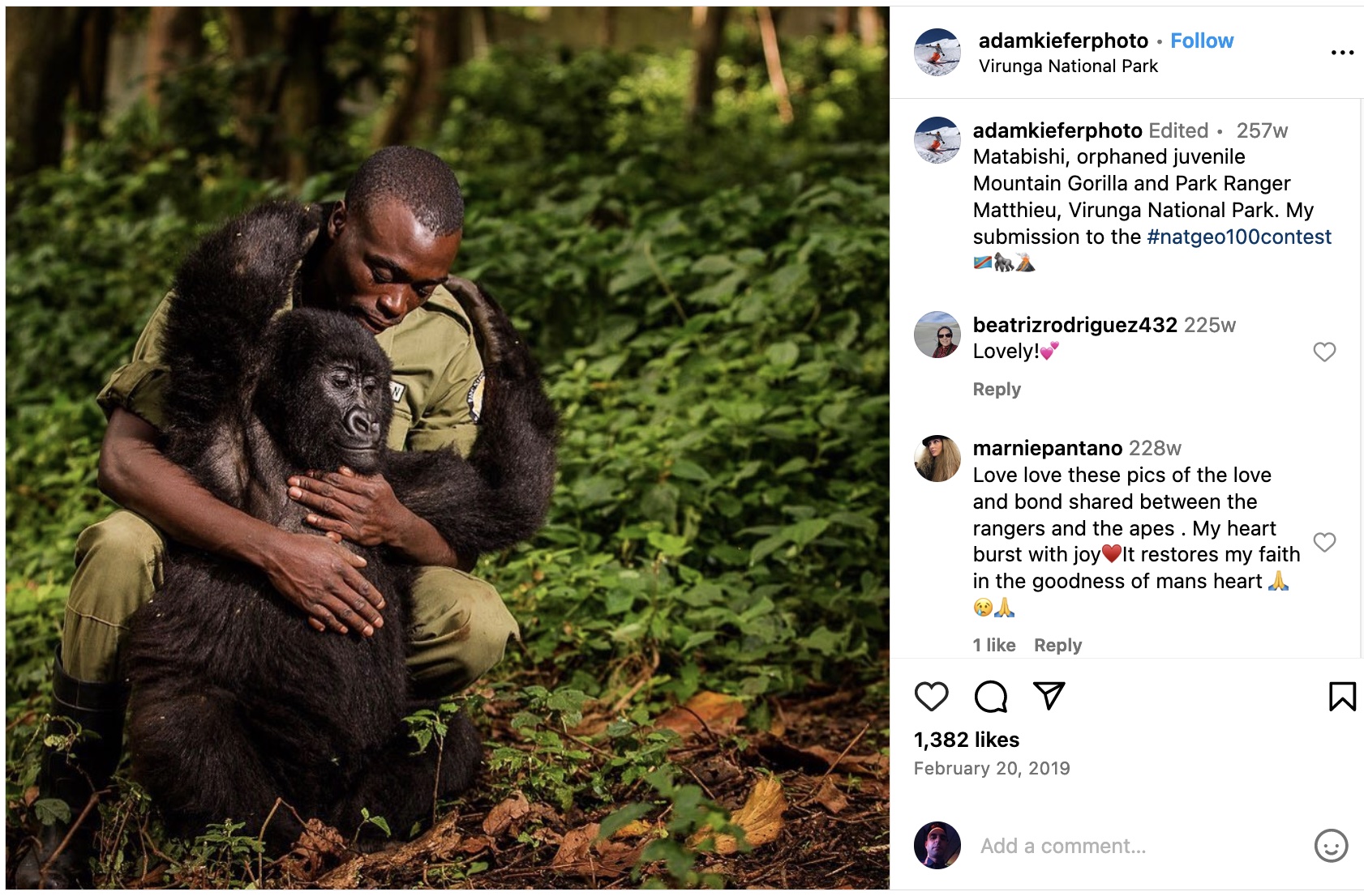 Pe contul său de instagram, un utilizator își afișează înscrierea la un concurs național de fotografie geografică. este o fotografie a unui muncitor al unui parc național congolez care se îmbrățișează cu o gorilă de munte orfană.