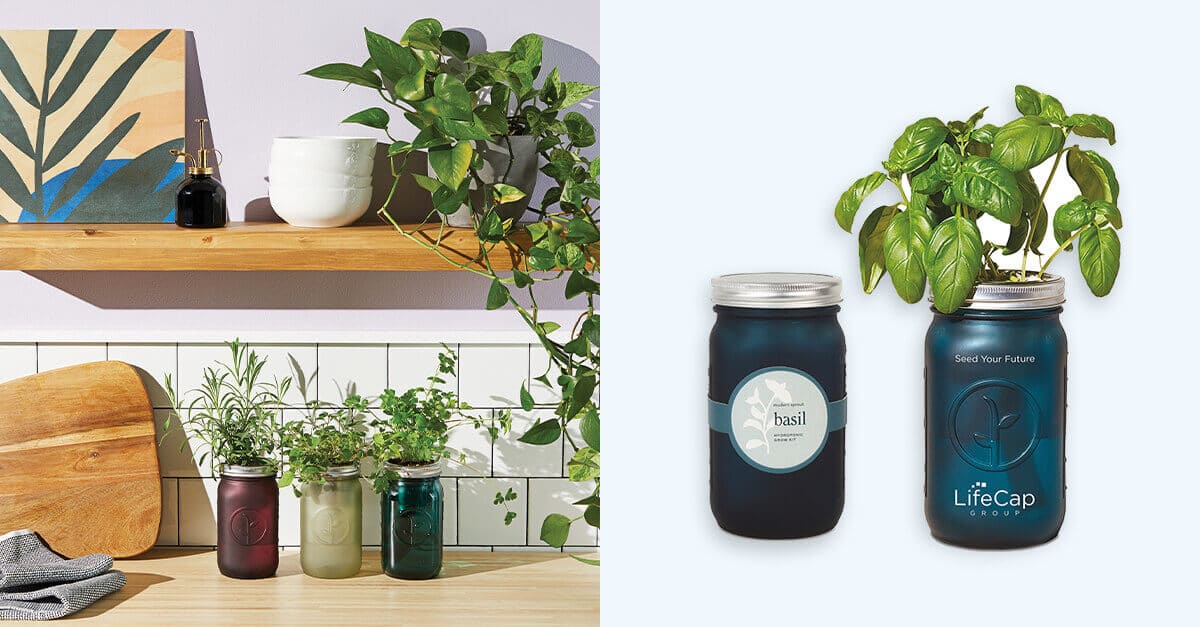 Topfpflanzen für Mitarbeiter