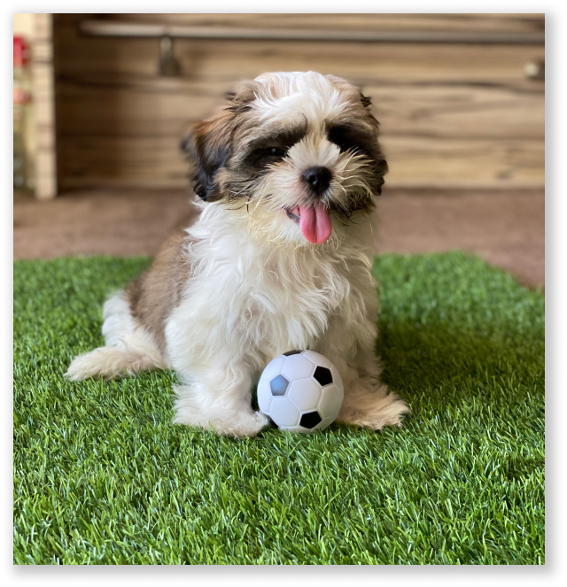 36 2022년에 판매될 최고의 Dropshipping 제품 28 36 Best Dropshipping Products to Sell in 2022 Dog Toy