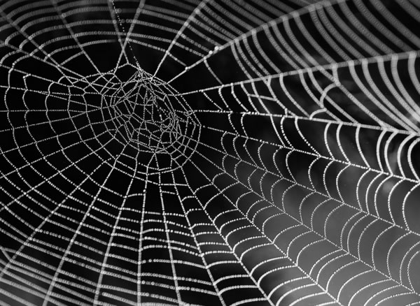 ซอท้องถิ่น