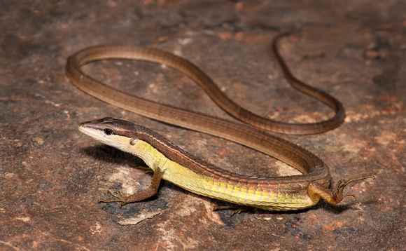 あなたのウェブサイトへのトラフィックの増加-ロングテール