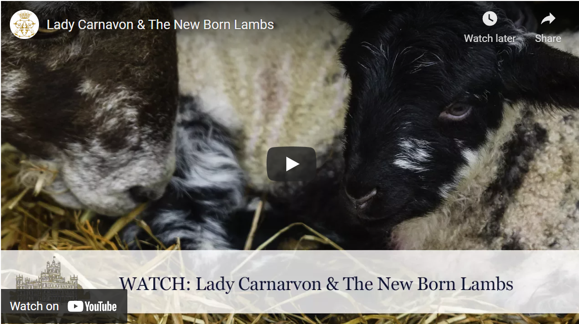 あなたのビジネスを促進するために活用できる8種類のライブビデオ