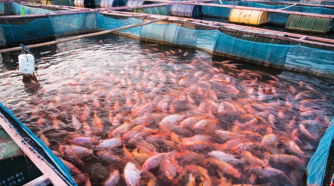 2022년에 시도할 자르칸드의 18개 이상의 비즈니스 아이디어 6 Fish farming business