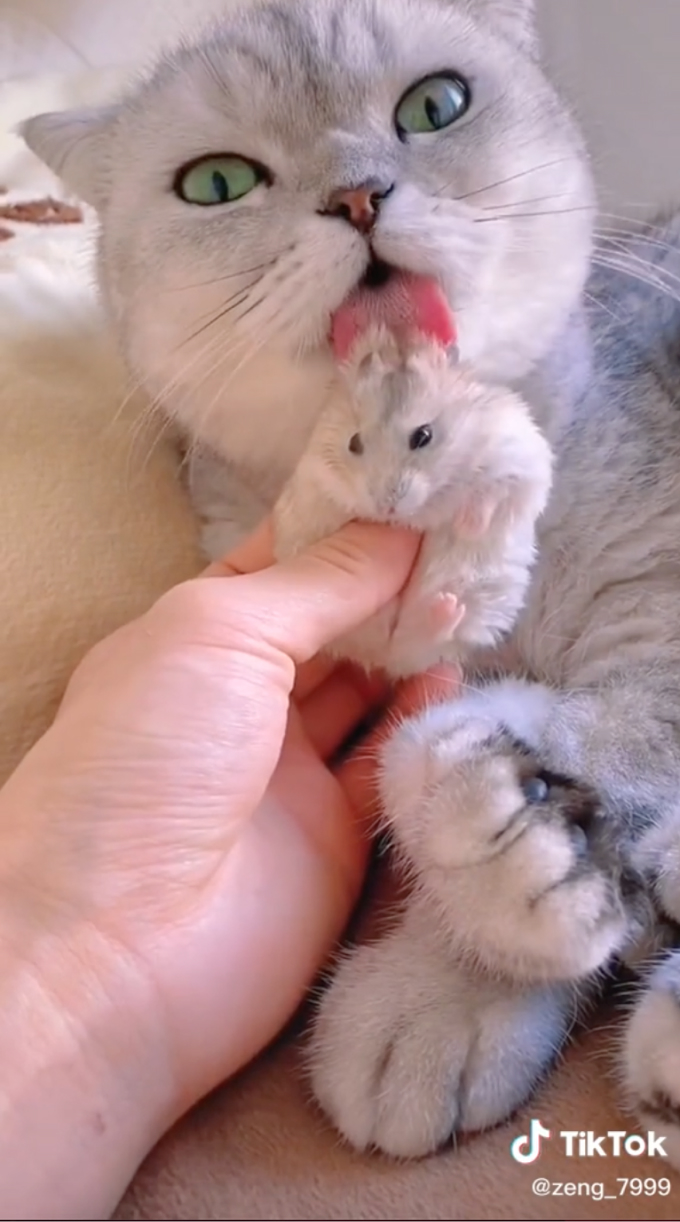 วิธีใช้ TikTok สำหรับธุรกิจ - The Ultimate Guide (2022) 34 Cute animal videos on tiktok